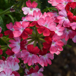 Verbena Vera Red Bicolor